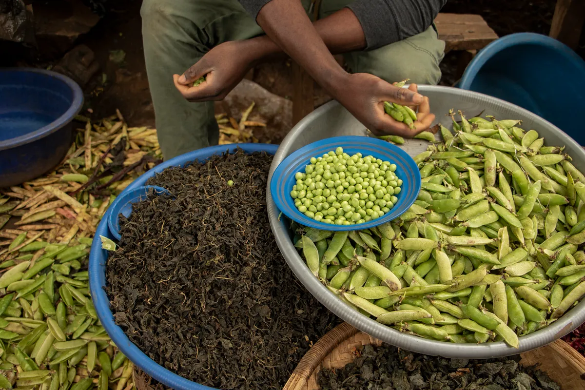 Indigenous Food Systems: An Overlooked Climate Solution Hiding in Plain Sight