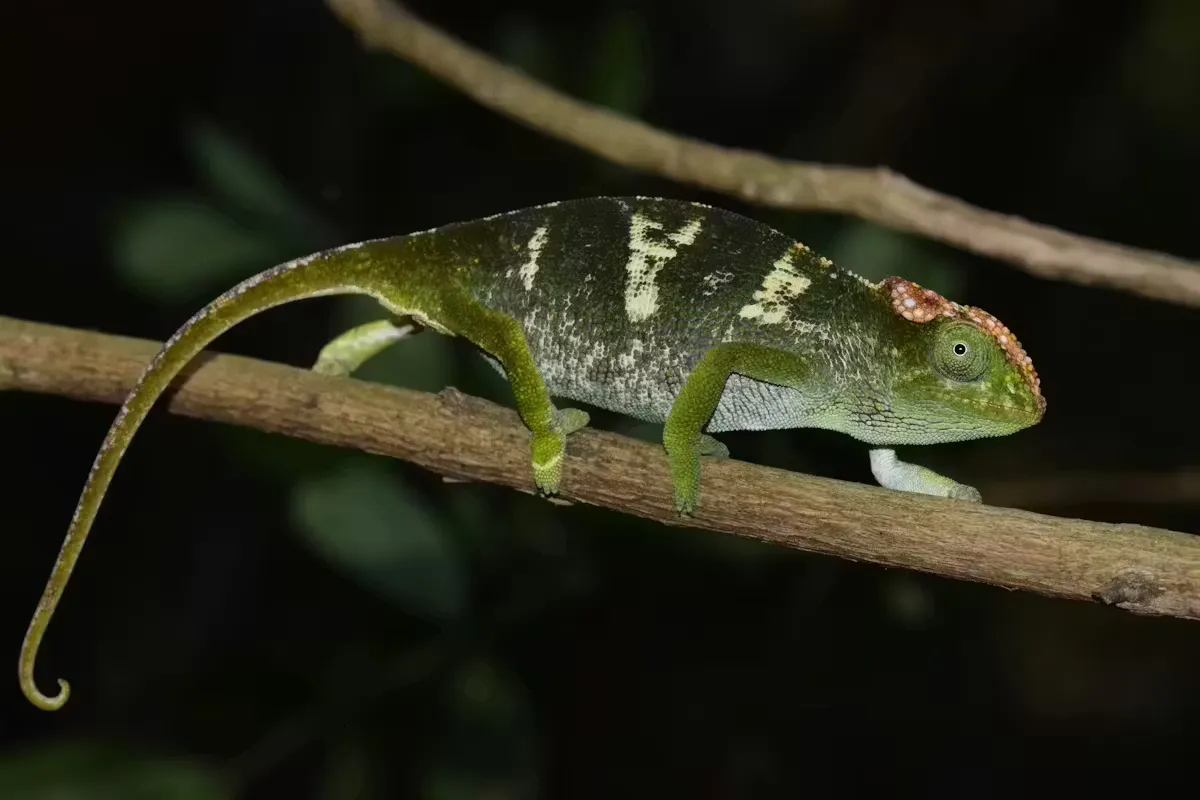 Four New Chameleons Discovered, Each on Its Own 'Sky Island' Mountain