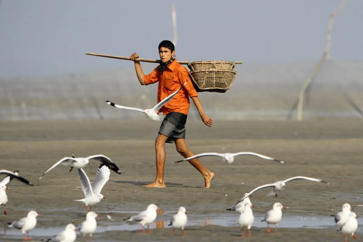 Is South Asia becoming inhospitable for migratory birds?
