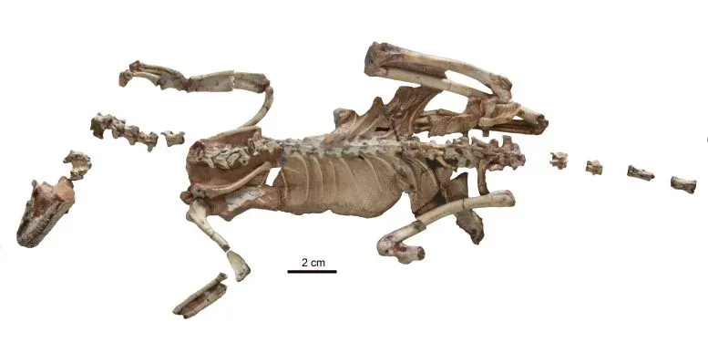 Alnashetri Bones