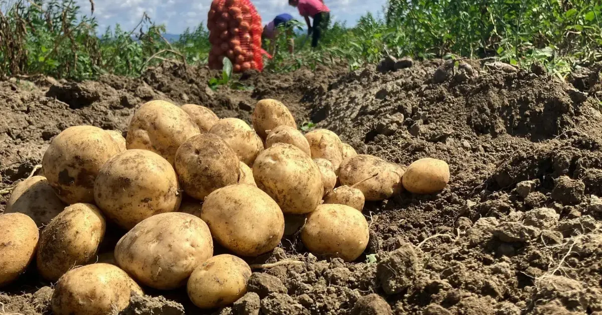 A Simple But High-Yield Guide To Potato Farming In Winter
