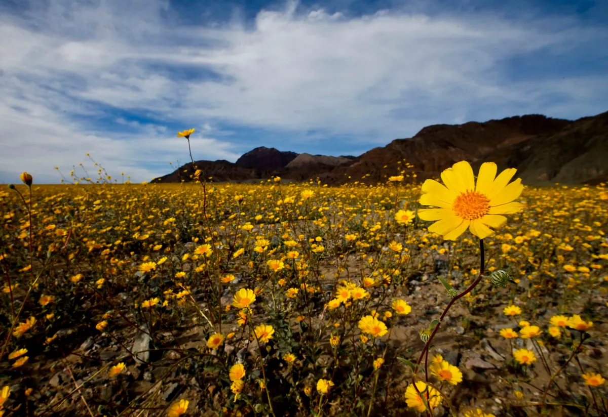 California's deserts could explode with wildflowers this spring