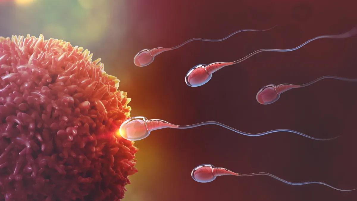 Scientists identify the molecular switch that powers sperm