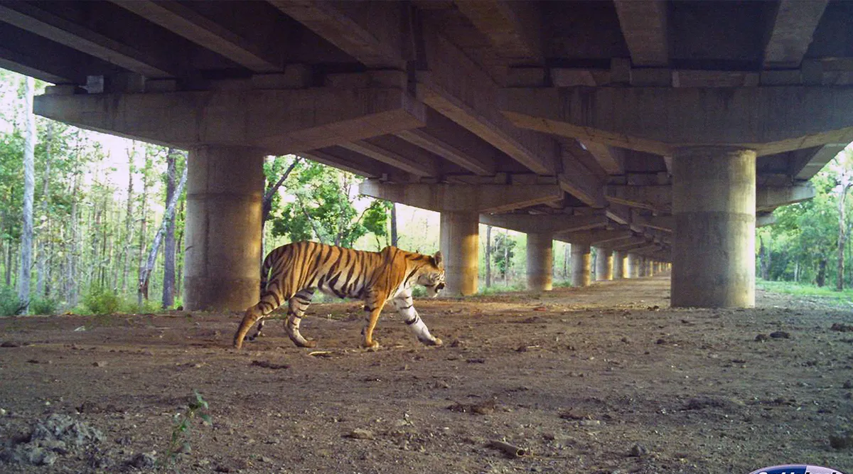 Safeguarding passageways is the next step for India’s growing tiger populations