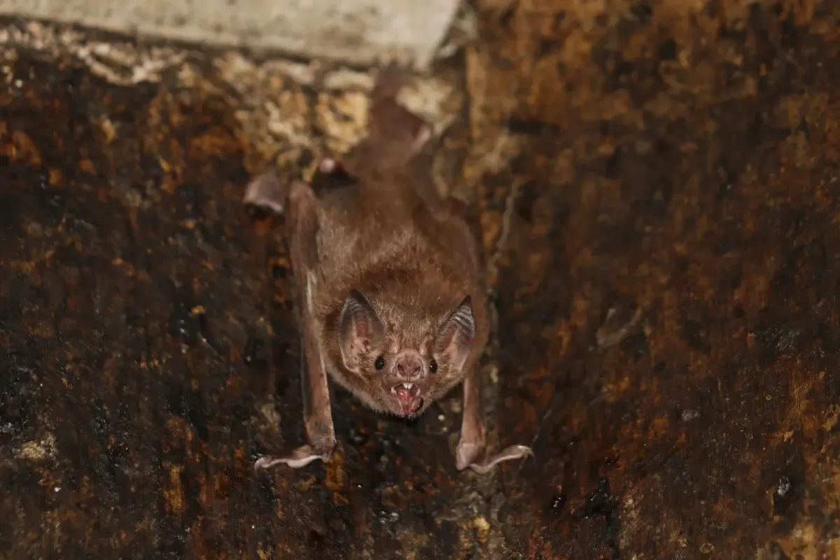 When Vampire Bats Become Close Friends, They Start ‘Talking’ Like Each Other