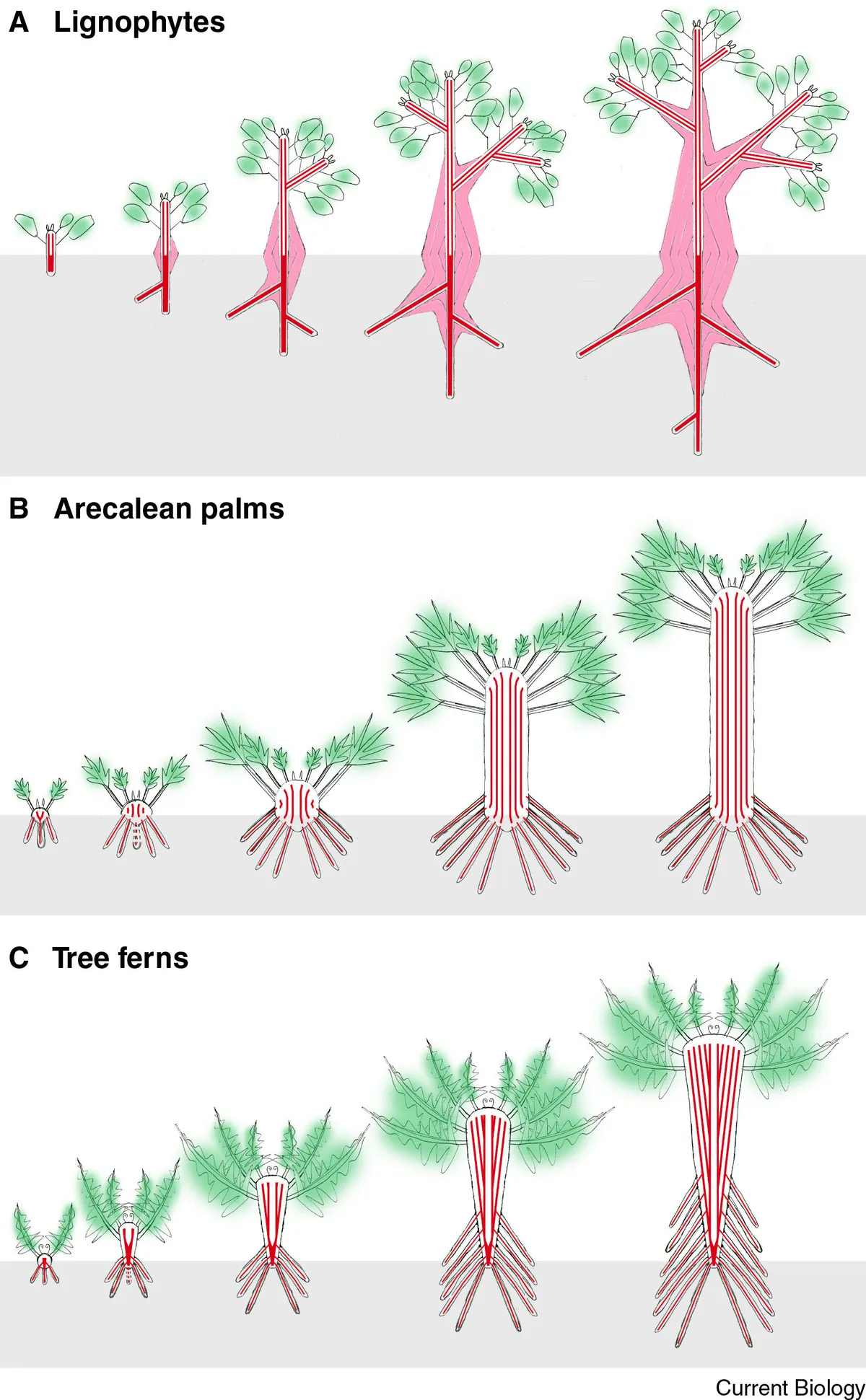 What made trees possible? New research points to drought