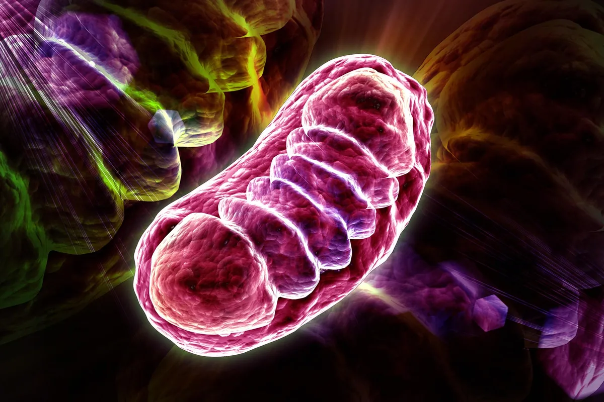 Cells Keep Their Power Plants Running With a Weird 'Pearling' Trick