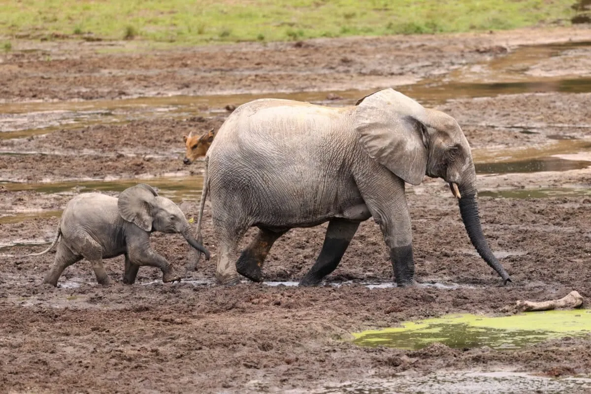 Mongabay Adds Power Players to Board, Ready for More Global Impact