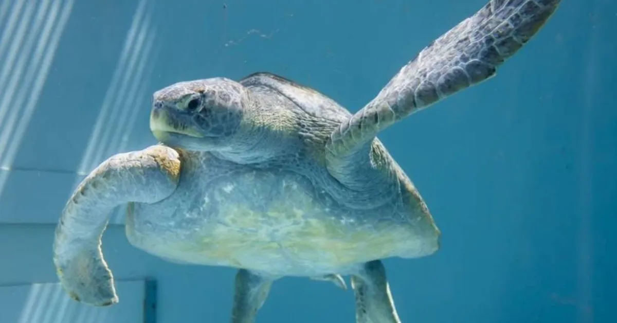 A California aquarium rescued a massive sea turtle. They need your help saving her flipper