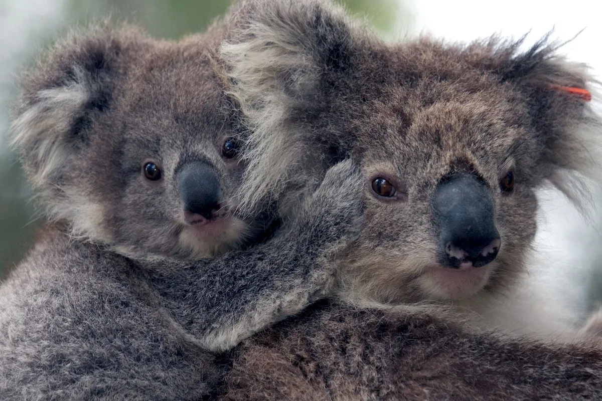 Koalas bounced back from near extinction—and so did their genes