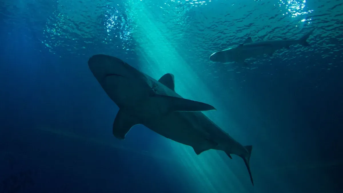 Nurse Shark Mangles Man's Foot, Then Nurses Rush to Save Him
