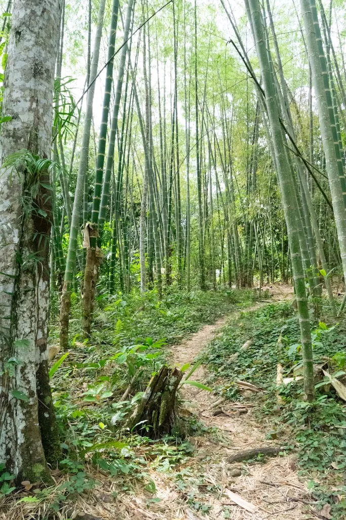 Article illustration