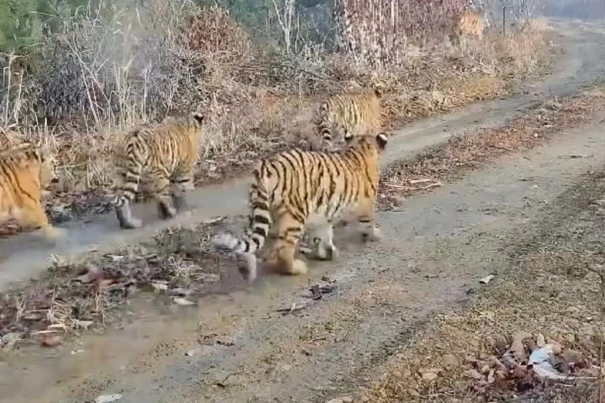 Camera traps in China capture first-ever footage of Amur tigress with five cubs