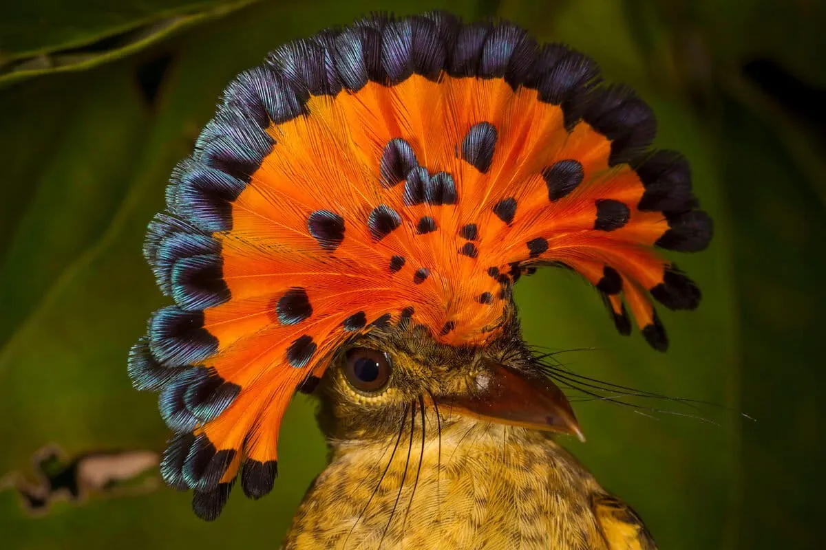 Indigenous communities reveal eighty years of bird decline science missed