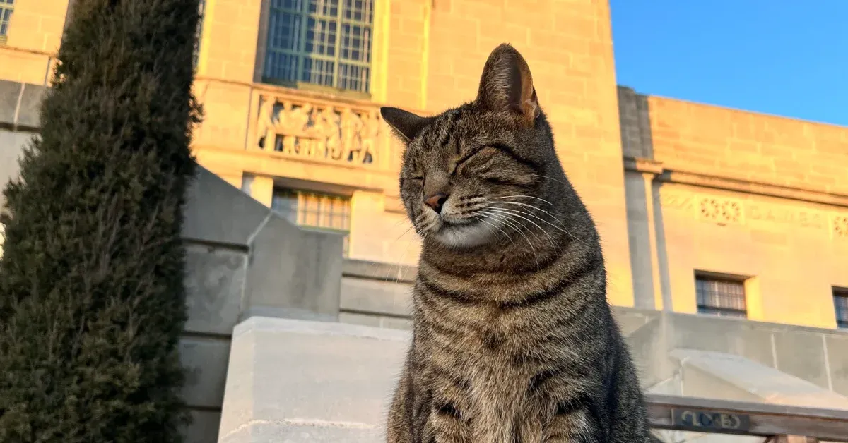 Why Nebraskans are campaigning for a statue of a cat outside the state's Capitol