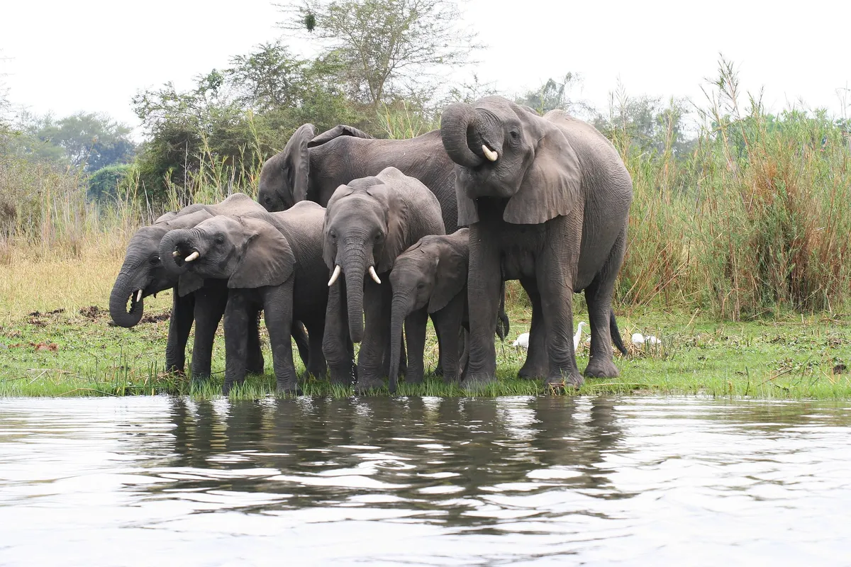 Electric Fences Are Helping Farmers and Elephants Coexist in Zambia