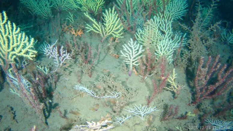 Underwater Drones Find “Dead” Coral Reefs Teeming With Life