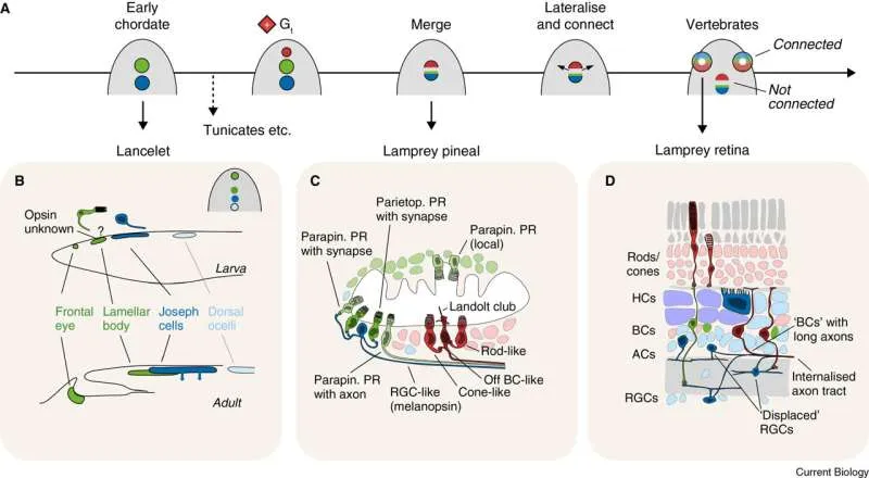 Deuterostome median and lateral eyes