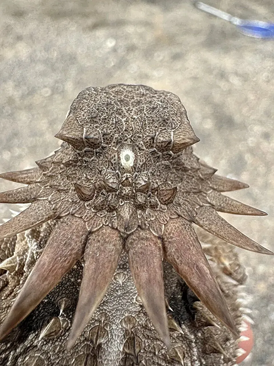 How a one‑eyed creature gave rise to our modern eyes