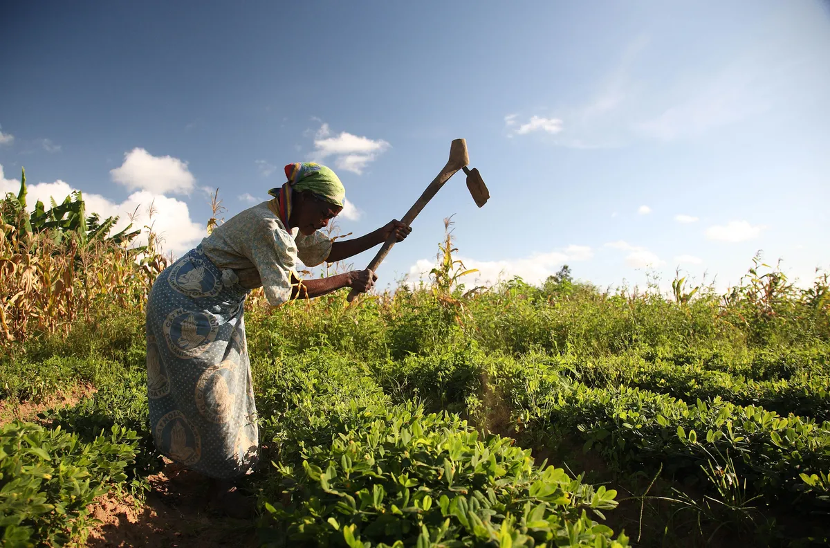 This Malawi Farmer Is Raking in Cash, Showing Everyone How It's Done