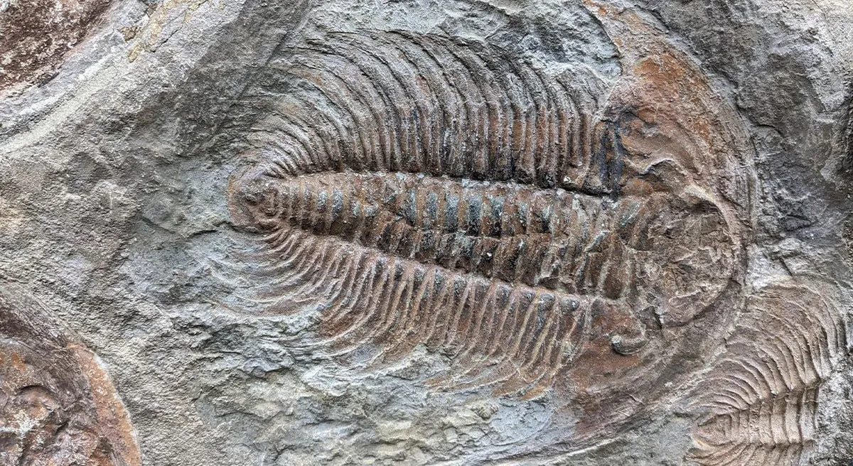 Scientists discover preserved chitin in 500-million-year-old trilobite fossils