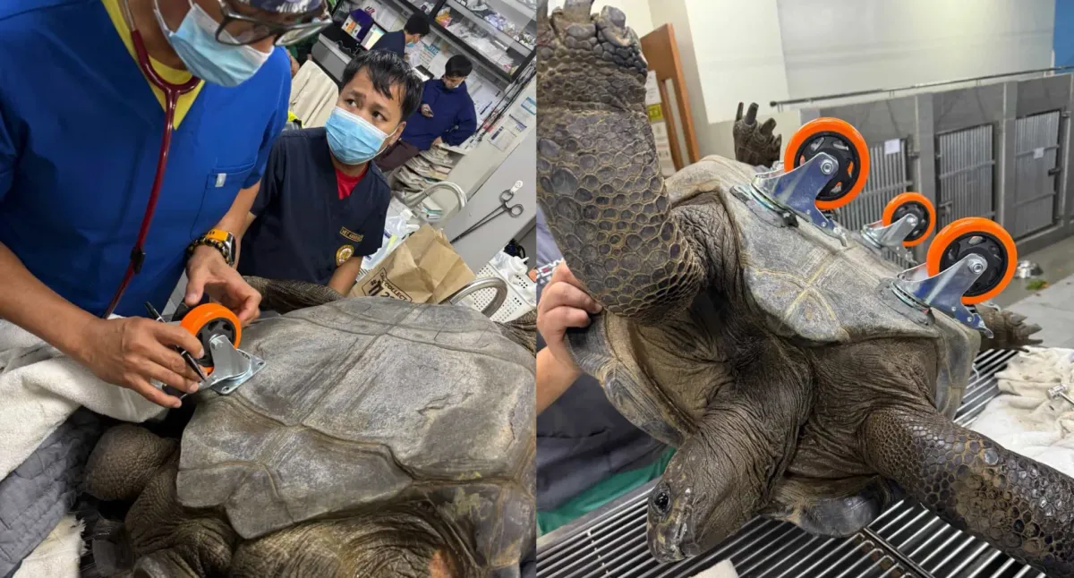 Article illustration