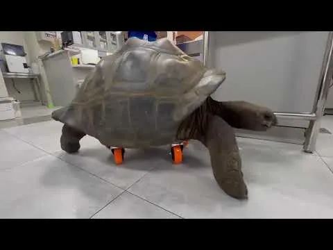 Article illustration