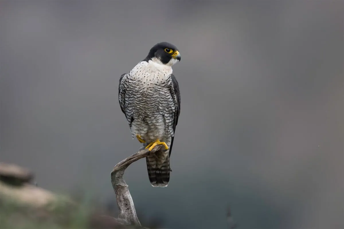 Scientists slam Canada-US proposal to lower trade protections for peregrine falcons
