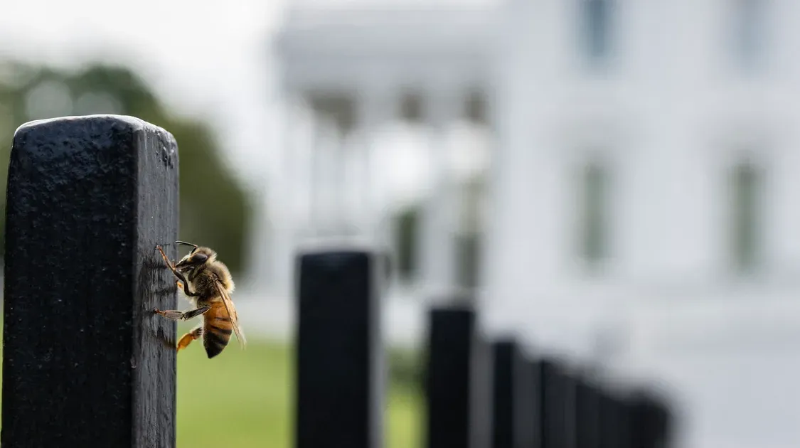 Reporters Stunned As 'Thousands' Of Bees Swarm White House Grounds
