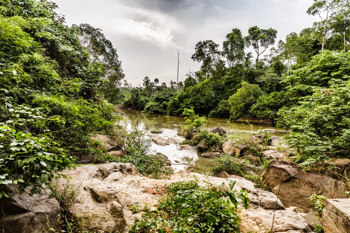 Former Poachers Are Protecting One of Nigeria’s Last Rainforests