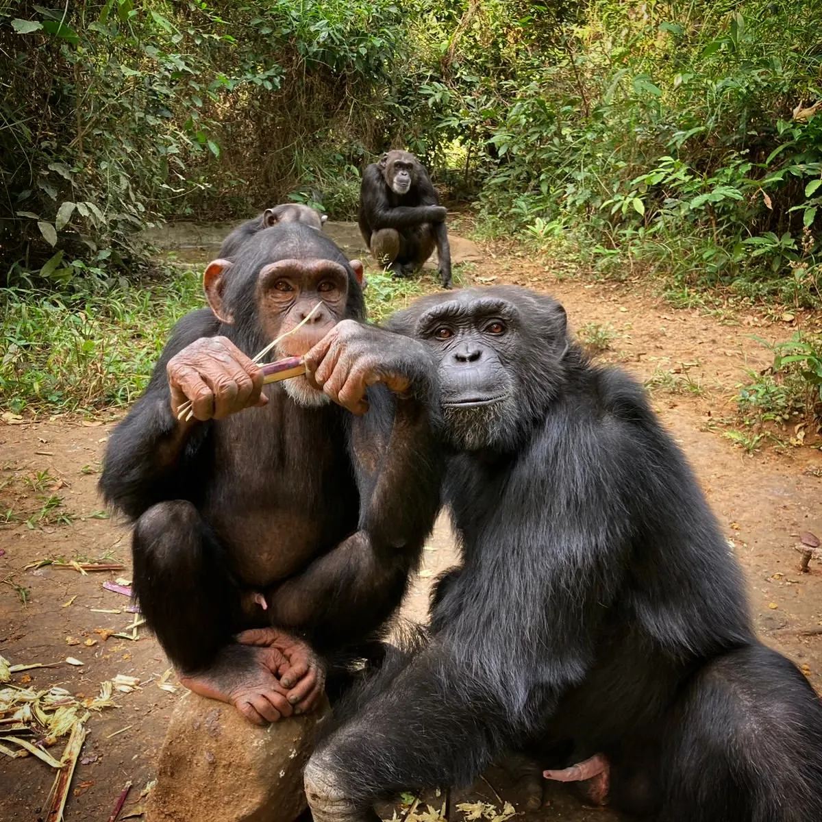 This Sanctuary Saves Chimps, Then Helps Communities Thrive