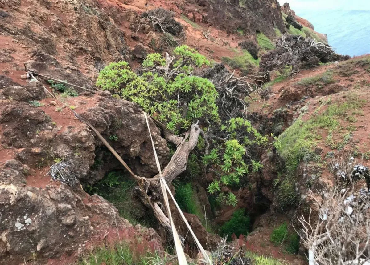 Clinging to a Cliff, The Last Wild Tree of Its Kind Just Got a Lifeline