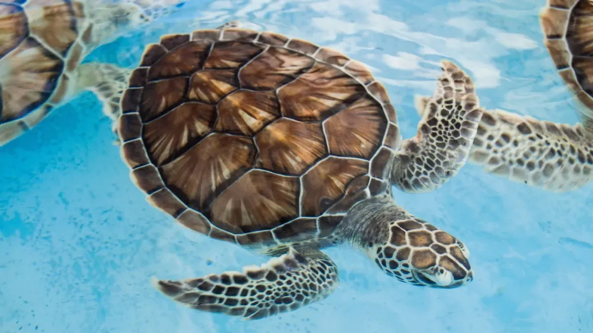 This Sea Turtle Traveled 5,000 Miles. A Dog Found Him.