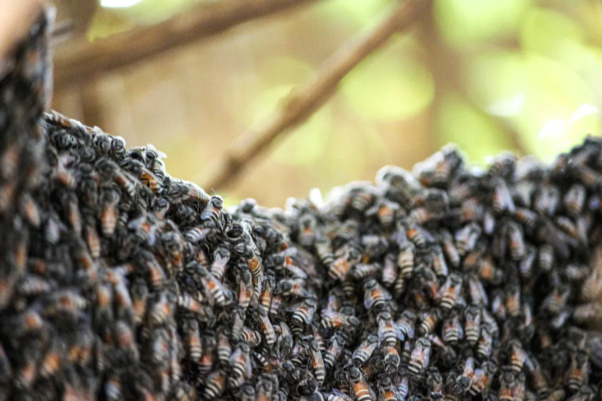 Social honey bees stay cool: How groups mitigate heat-triggered hormone spikes