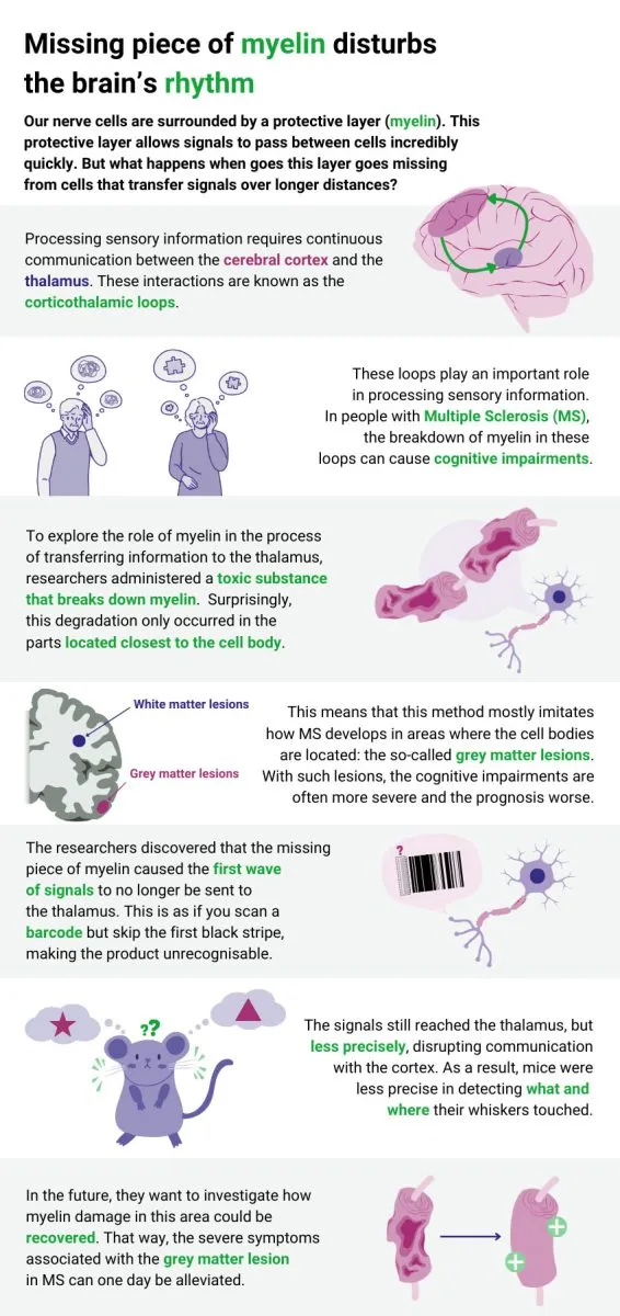 Missing Piece of Myelin Disturbs the Brain's Rhythm