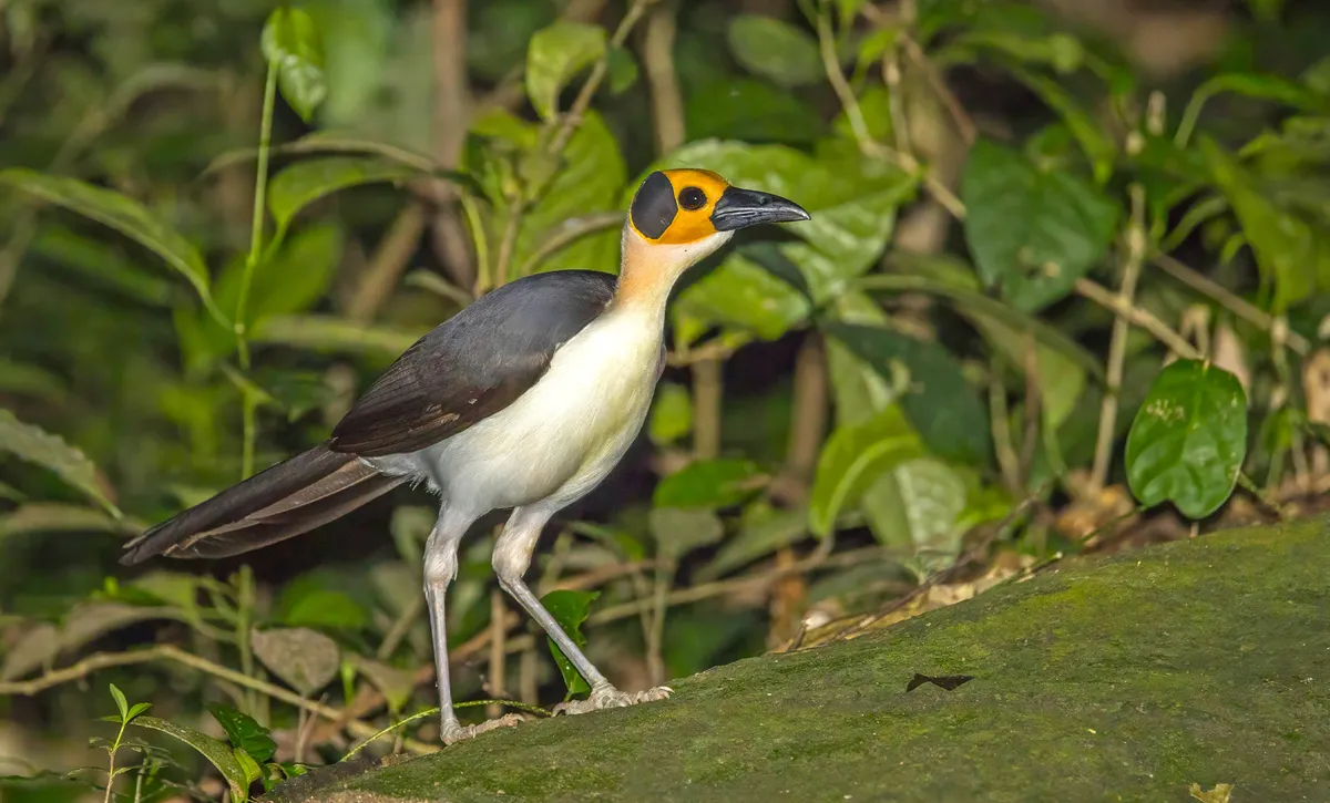 A ‘symphony’ of wildlife suggests carbon financing is working in Sierra Leone