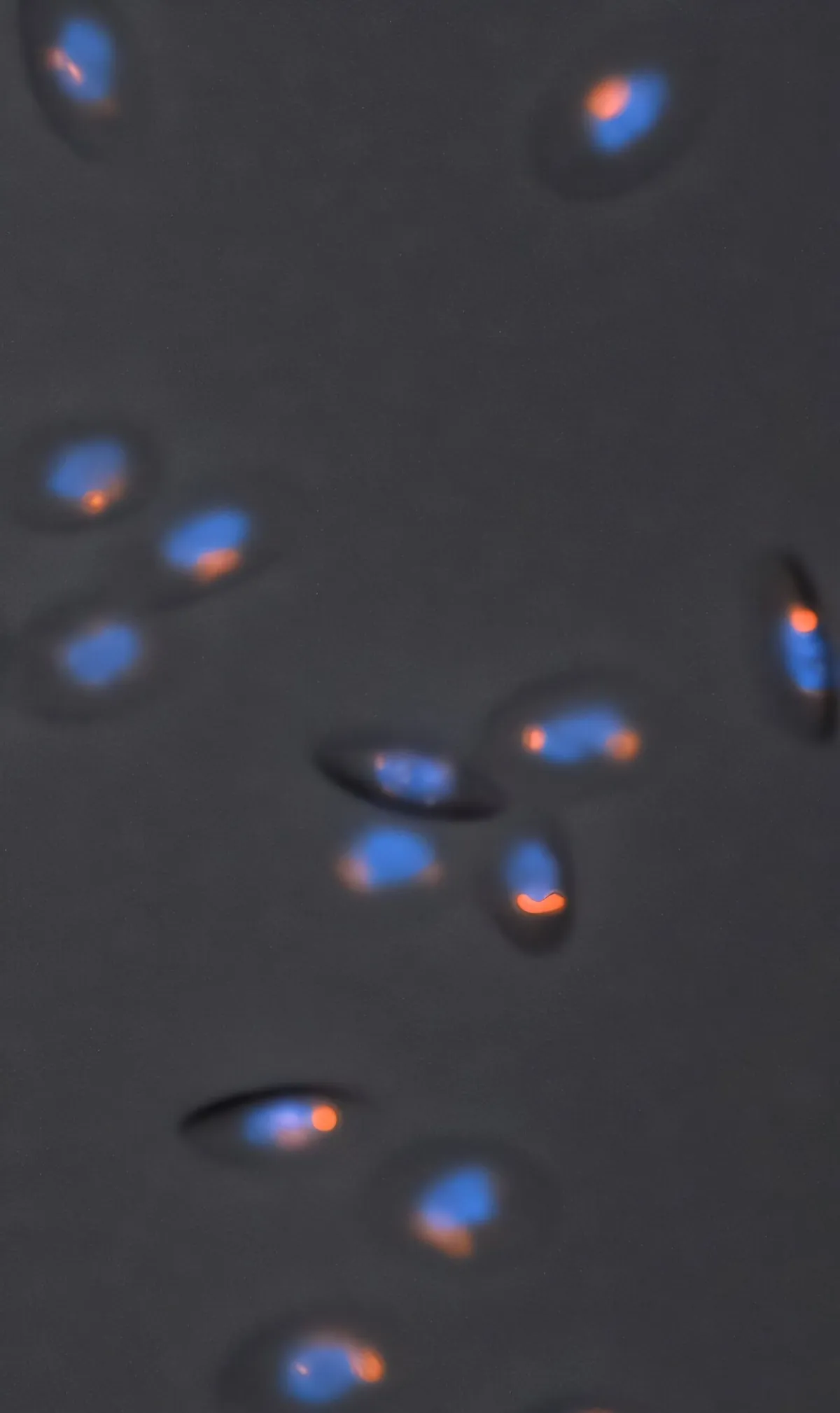 Birds' efficient red blood cells convert metabolic 'waste' into fuel for rapid recovery
