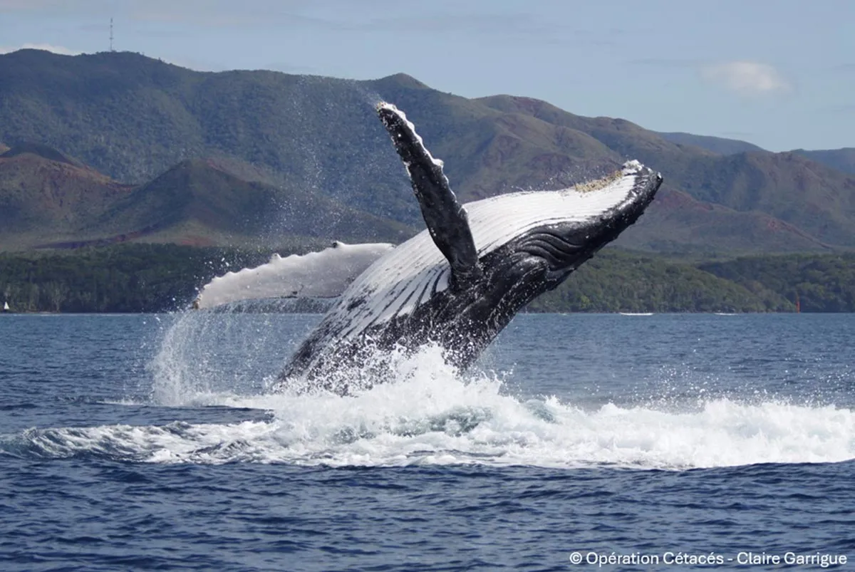 Older male humpbacks now dominate mating as populations recover from whaling