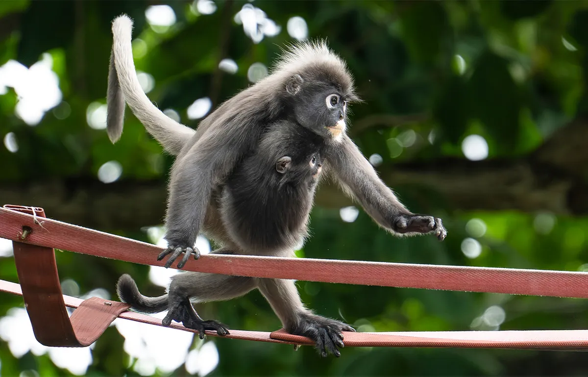 A Special Bridge in Malaysia Helps Monkeys and Humans Play Nice