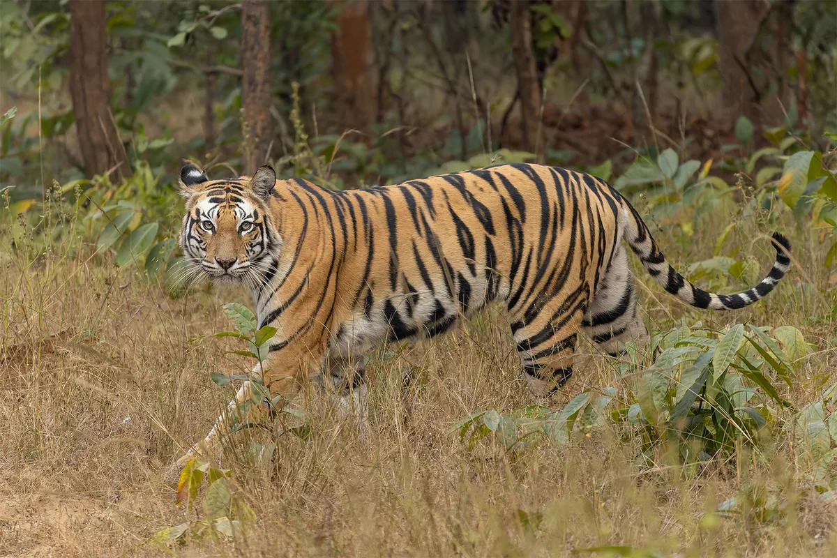 Nepal proposes park for ‘problem’ tigers amid rising conflicts