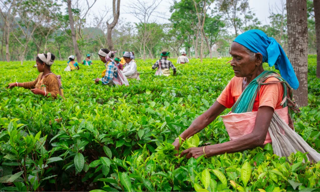 This clever farming method boosts harvests and farmer income by nearly 50%