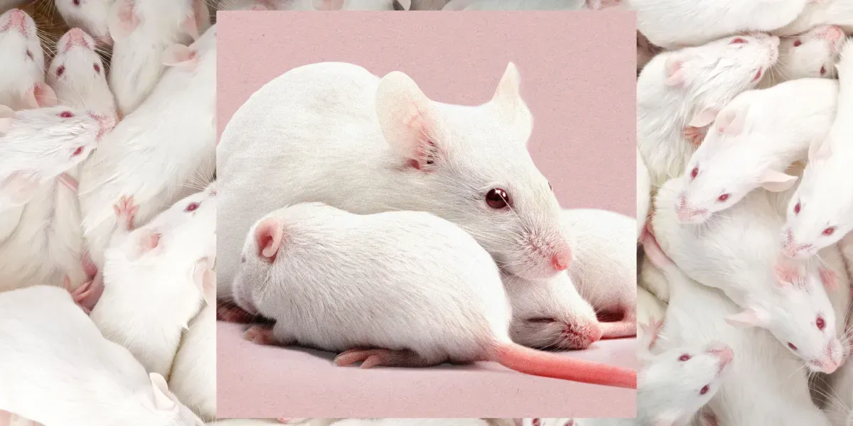 Scientists Just Cloned Female Mice From Male DNA. Yes, You Read That Right.