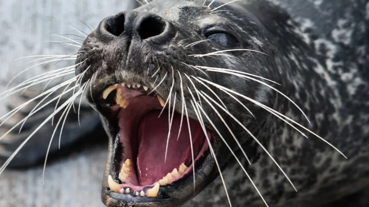 How seals' whiskers make them master underwater hunters