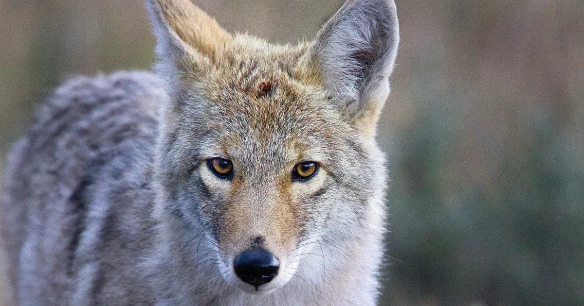 A Coyote Swam 2 Miles to Alcatraz. Even Biologists Are Impressed.