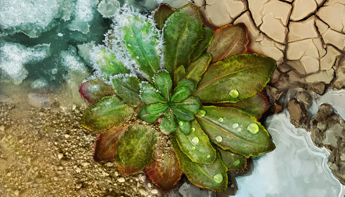 One-of-a-kind experiment tracked plant evolution in response to climate change at 30 sites worldwide - Berkeley News