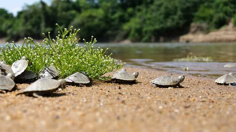 Turtles Were Extinct. Then They Just… Walked Back Onto the Island.