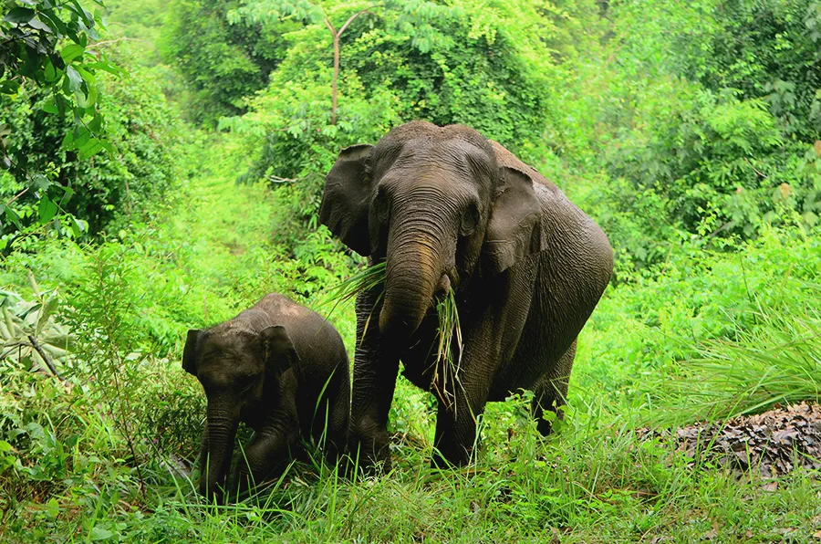 Sumatran Farmers Found a Genius Way to Keep Elephants Away: Limes