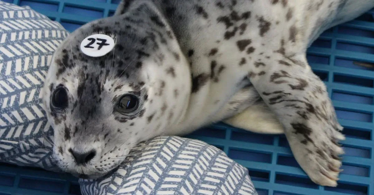 Harbor seals abandon their pups when people get too close. Mom-shaped pillows help save their lives