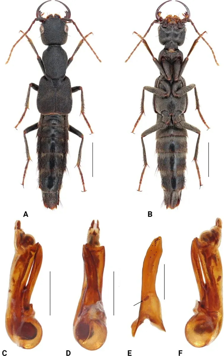 Luffy schillhammeri., habitus and aedeagus. A. Habitus, dorsal view; B. Habitus, ventral view; C, F. Aedeagus, lateral view; D. Aedeagus, parameral view; E. Paramere, underside. The arrow indicates the articulation on paramere. The black dots on the paramere strengthen the position of the peg setae. Scale bars: 3 mm (A, B); 1 mm (C–F).