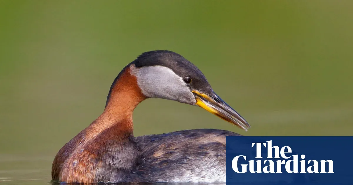 Birdwatch: Rain, water, wings – a winter’s gift at Cheddar reservoir